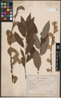 Foto von Salix caprea L. x Salix cinerea L.